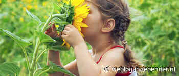 Tuin opnieuw aanleggen na schade: wat dekt je opstalverzekering?