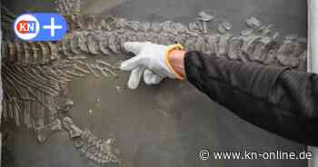 190 Millionen Jahre alt: Fischsaurier im Zoologischen Museum in Kiel