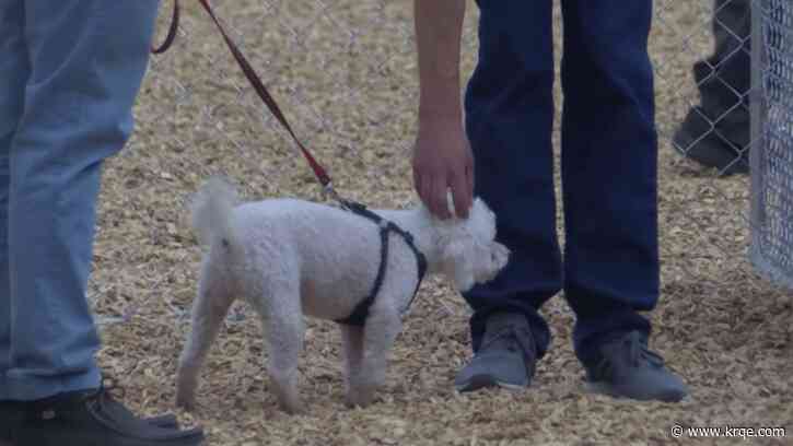 'Extra set of eyes and ears': APD launches new Dog Walker Watch Program