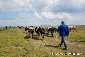 Veehouders in de polder vechten tegen PFAS-vervuiling: “Van vleeskoeien naar grasmaaiers”