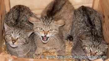 Katzen in der Region Braunschweig - warum Verwechslungsgefahr droht