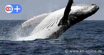 Wal in Travemünde gesichtet: Ist es ein verirrter junger Buckelwal?