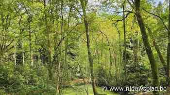 Privé-eigenaar maakt van Cauwenberghbos eerste privé-bosreservaat van Antwerpen: “De klimaatopwarming vraagt om onmiddellijke actie”