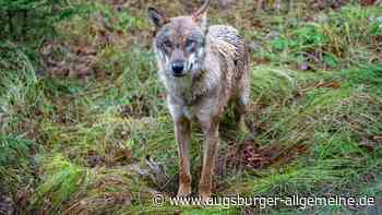 Nach Wolf-Sichtung im Unterallgäu - wo ist das Tier jetzt?