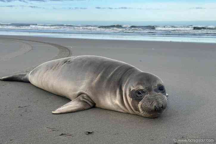 Baby seal stabbed on Oregon coast prompts search for suspect