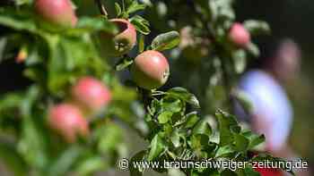 Gesund alt werden: Diese Lebensmittel können dabei helfen