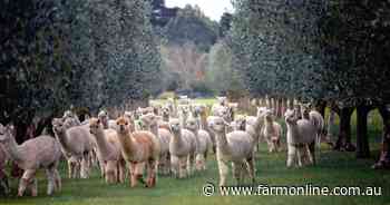 Alpaca fibre prices on the rise as niche industry pushes for more growth
