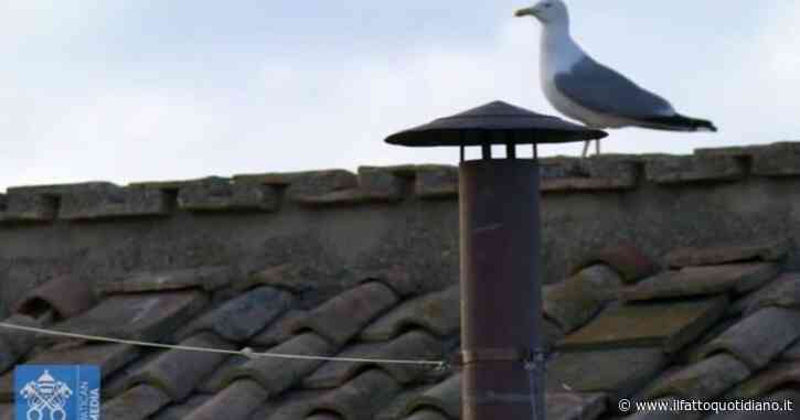 Conclave, il gabbiano fermo vicino al comignolo diventa protagonista sui social