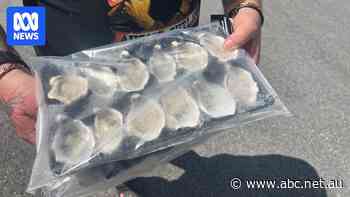 Millions of SA oysters quarantined after algae-linked toxin discovery