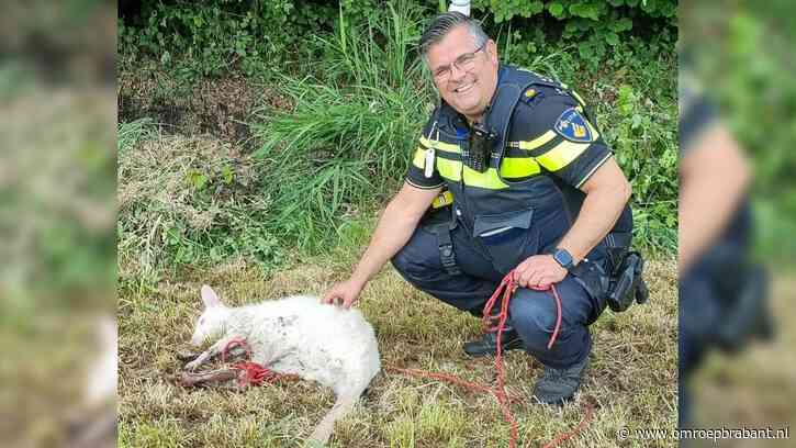 Wallaby bezorgt de politie urenlang werk: 'Je vangt 'm nooit van z'n leven'