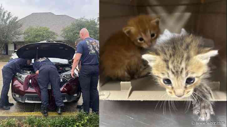 Firefighters rescue four kittens trapped in engine