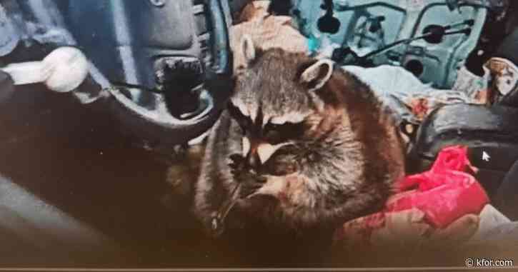 What's next for the raccoon found playing with meth pipes during traffic stop?