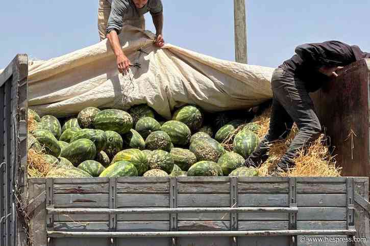 إتلاف "دلاح فاسد" في مدينة العيون