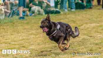 Retired police dog to live alongside his handler