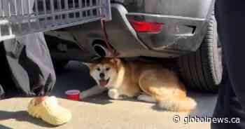 Viral video shows dog owners fined for leaving pup in the sun in Costco parking lot
