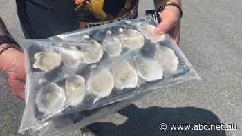 Millions of SA oysters quarantined over algae-linked toxin