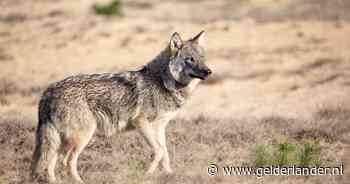 BBB-staatssecretaris ging wet maken over wolven, zei hij, nu blijkt het nog maanden te duren