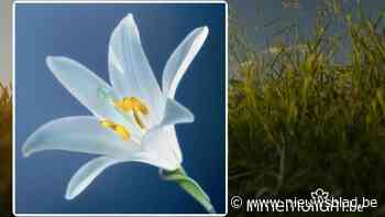 Mariette Van Baelen, 68 jaar