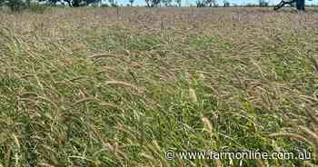 Woodbine: Outstanding backgrounding opportunity in top Qld cattle country