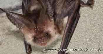 Water company works with Scouts on conservation project