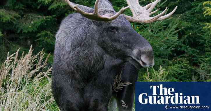 Elk could return to UK after 3,000 years in rewilding project