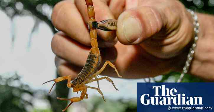 Scorpions ‘taking over’ Brazilian cities with reported stings rising 250%