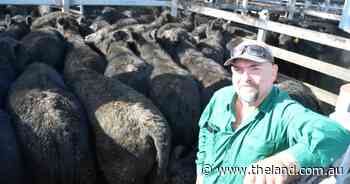 Fresh look: Northern weaner sale offers sneak peak into long-awaited upgrades