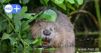 Rückkehr des Bibers bereitet Landwirten in Niedersachsen Probleme