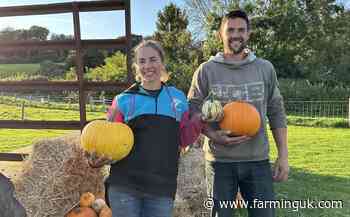 Pumpkin growers branch out with sunflowers to extend PYO season