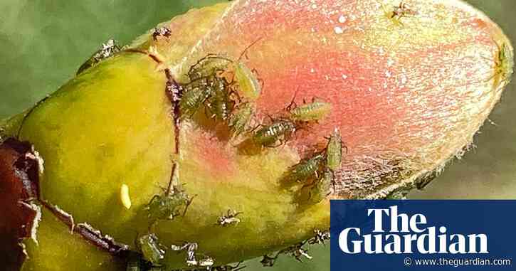 Country diary: In praise of the ‘low-value’ sycamore tree | Phil Gates