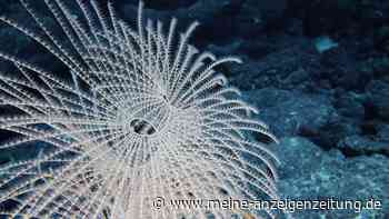 Blackbox Tiefsee: Wir kennen nicht einmal 0,001 Prozent