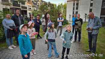 Wasserburg zählt Fledermäuse: So viele Abendsegler wurden auf der Innhöhe registriert