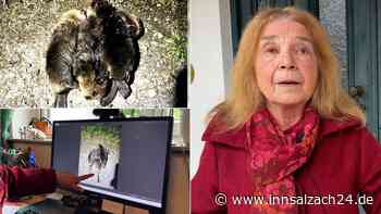 Zertrümmert, aufgeschlitzt, aufgestapelt: Tierschützer entsetzt über „sadistische Gewalt“