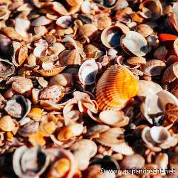 Studio AanZet - Decoratie van schelpen  (volwassenen)