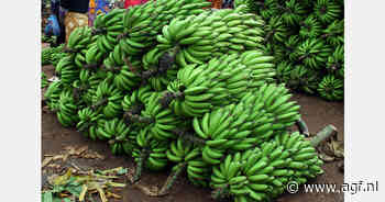 Protesten in Panama leggen bananenexport stil