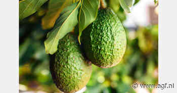 Oeganda legt laatste hand aan routekaart avocado-export