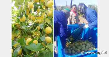 "Naast Zuid-Afrikaanse ook Latijns-Amerikaanse bio-sinaasappelen"
