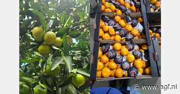 Goede vooruitzichten Argentijnse mandarijnenoogst
