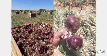 Nieuwe rode ui met hoge opbrengst