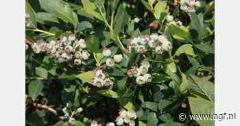 "Bijna de helft gecontroleerde telers van blauwe bessen overtreedt regels gebruik gewasbeschermingsmiddelen"