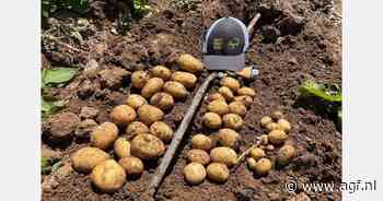 "Goede kwaliteit, maar lagere opbrengsten Spaanse aardappelen door uitzonderlijk nat voorjaar"