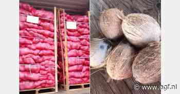 "Zomerse temperaturen stimuleren vraag naar Ivoriaanse kokosnoten in Nederland"