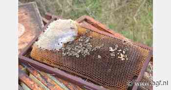 Wintersterfte onder bijenvolken voor derde jaar op rij boven de 20%
