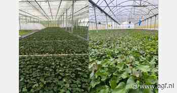 Licentieverlenging zoete aardappelen cruciaal voor soepele export naar EU