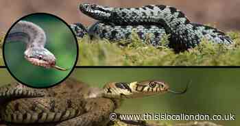 Where to find snakes in the UK including the venomous Adder and rare Smooth Snake