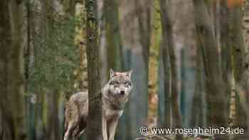 EU-Parlament macht Weg für mehr Wolf-Abschüsse frei