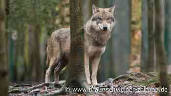 EU-Parlament macht Weg für mehr Wolf-Abschüsse frei