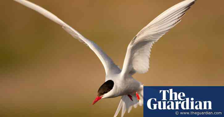 ‘Astonishing journeys’: online tool tracking migratory animals highlights challenge of protecting them