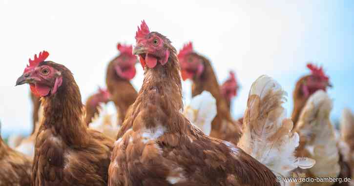 Behörden durchsuchen Geflügel-Schlachthof