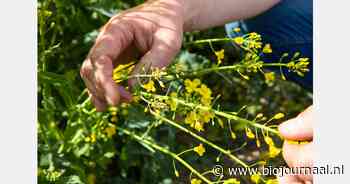 Van pensioenadviseur naar biologisch tuinder